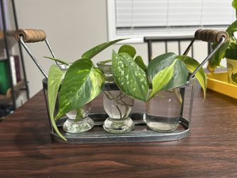 houseplant propagation station 