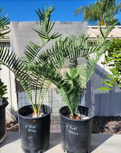 CYCADS