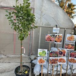 Eureka Lemon Tree Citrus Fruit