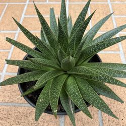 Big succulent plant 🪴