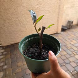 Rubber plant looking for at home