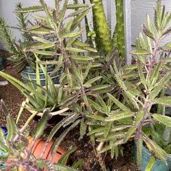 Free Kalanchoe Plants “Without pots”