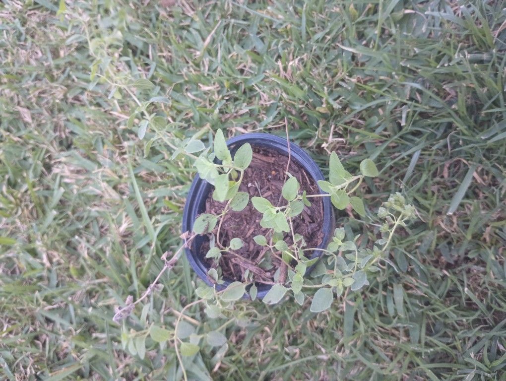 Oregano