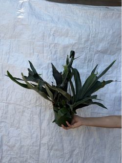 6” Staghorn fern