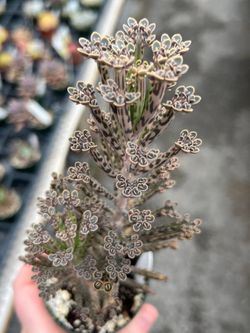 Tubiflora