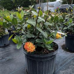 🌼 Plant: Ixora Maui Yellow