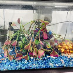 Fish Tank
