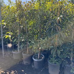 Avocado Tress 
