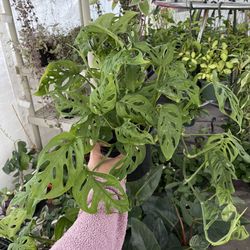 Monstera Adansonii