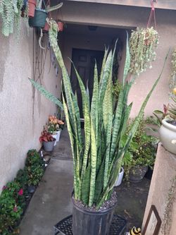 XLG Sensaveria "Snake " Plant $60