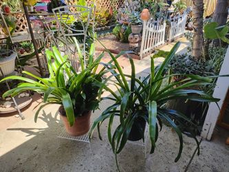 BROMELIAD PLANTS IN 10" PLASTIC POTS