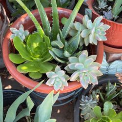 Aloe Vera Medium Pots