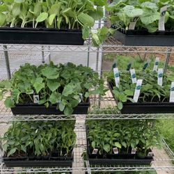 Vegetable Plants 6$ A Six Pack