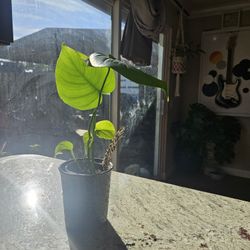 Monstera Pothos Combination