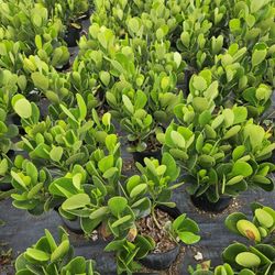 Clusias Arecas Podocarpus  Al Sizes Available Staring $10