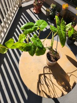 Philodendron for sale