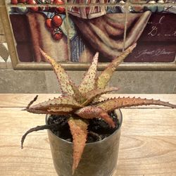 Aloe Succulent