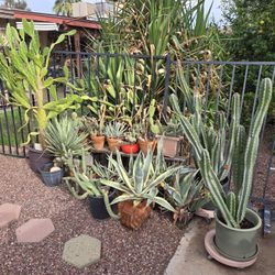 Cactus 