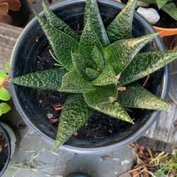 Aloe Vera Plants
