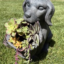 Succulent planter