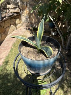 Striped Yellow/Green Agave