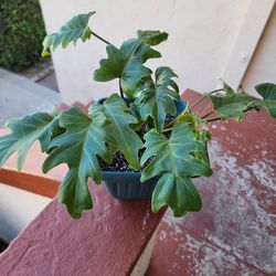 Plants/ Philodendron Xanadu