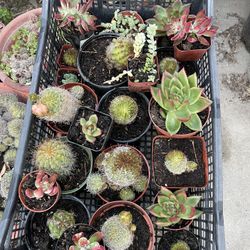 Succulents & Cactus