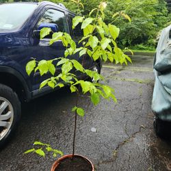 White Kousa Dogwood (Cornus kousa) 4' - 5'