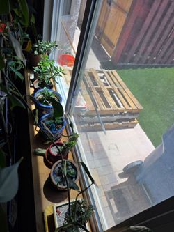 Beautiful jade plants