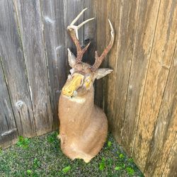 Whitetail Deer Antlers With Mold Bad Hide