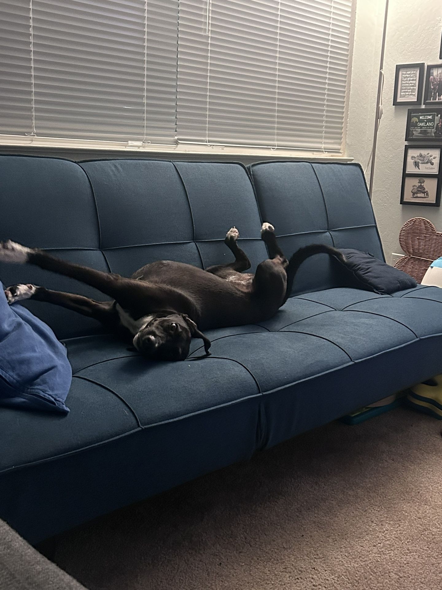 85” Living Spaces Paige Blue Convertible Sofa Chaise Sleeper