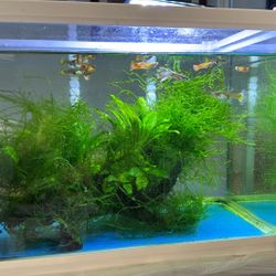 Christmas Moss for Fish Tank