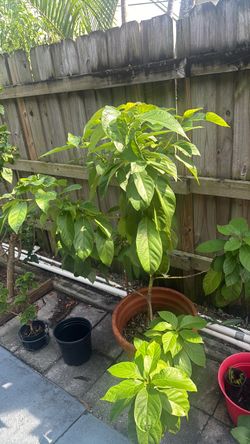 Avocado tree