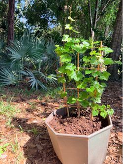 TRIUMPH MUSCADINE GRAPE