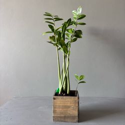Live ZZ Plant in Wood Container