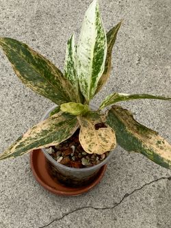 Anthurium Hookeri Variegated