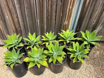 5 gallon Fox Tail Agave Plants