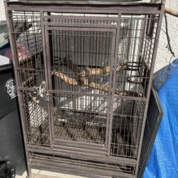 Bird Cage