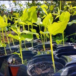 Yard-Long Bean Plants In Pots