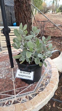 Silver Teaspoons Plant 3 Gallon Pot