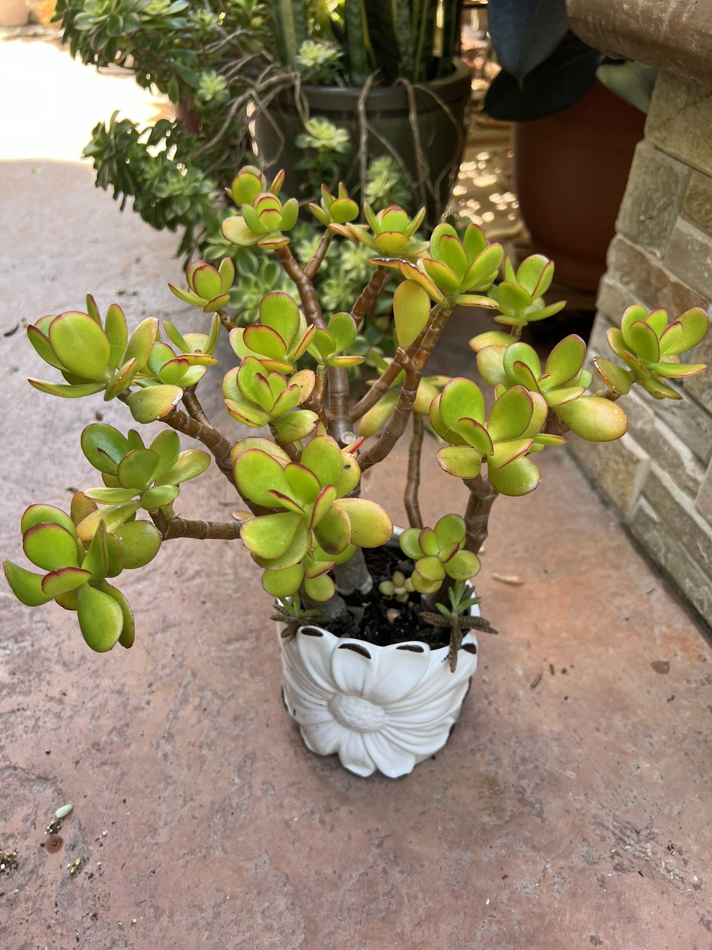 Jade Plant