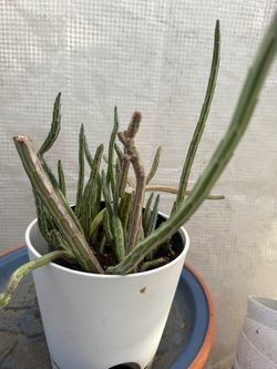 Kleinia stapeliiformis - pickle plant