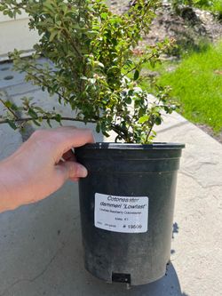 Ground cover plants - 9
