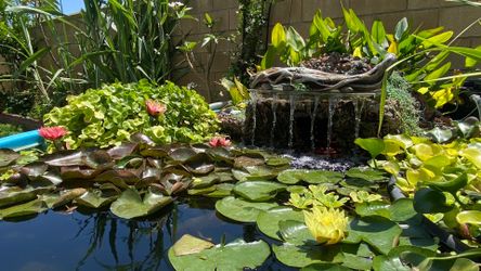 Koi Pond and Water Garden Decoration