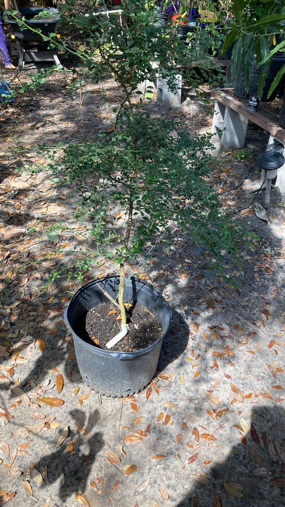 Red & Green Finger Lime Trees- $50 Each