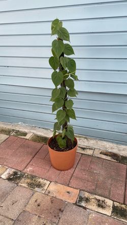 very nice. I have different sizes. Philodendron plant very nice. I have different sizes.