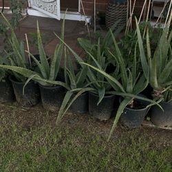 Part Five Of The Many Plants To Choose From