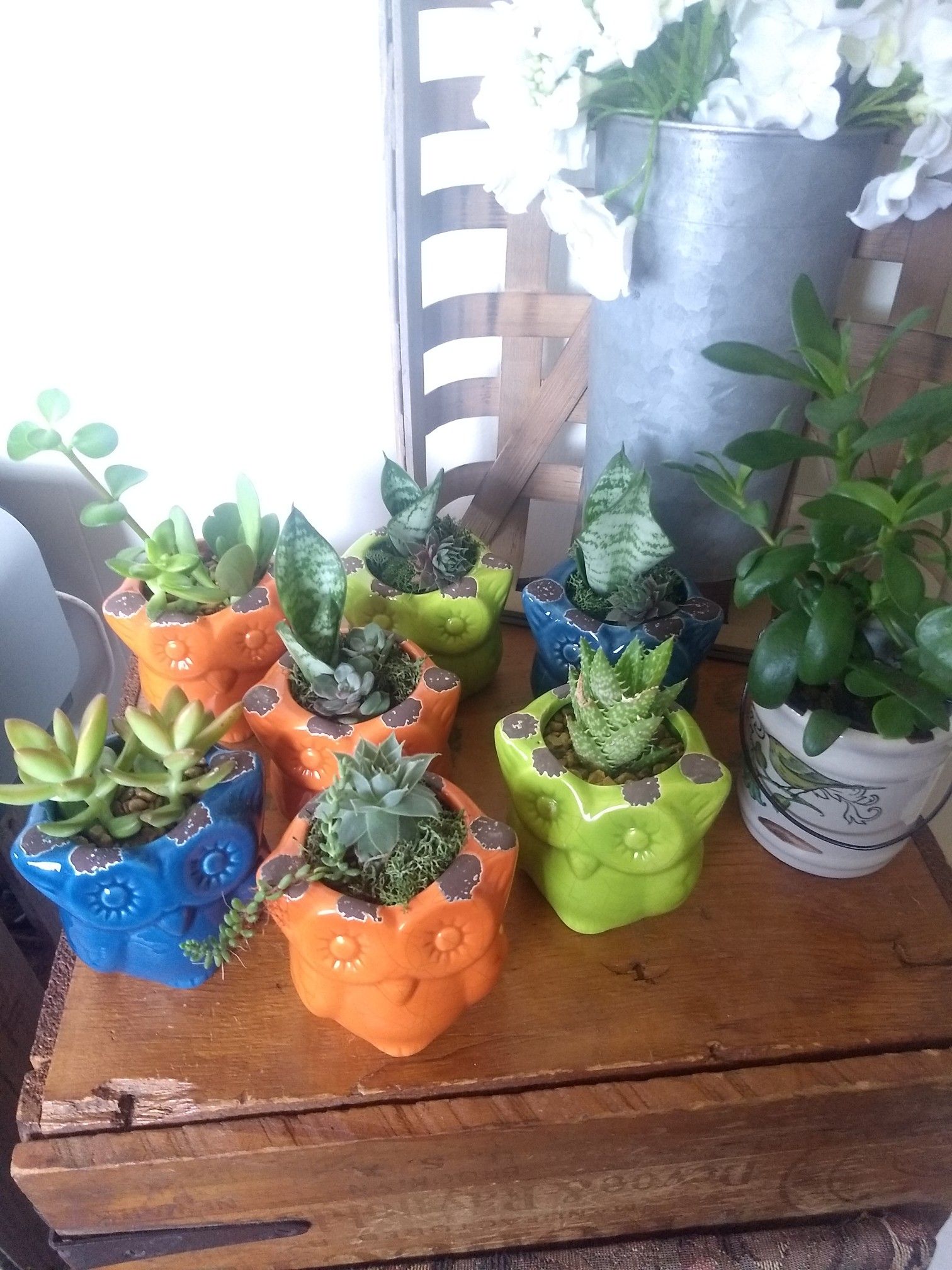 Succulent plants