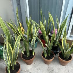 Plants For Sale 20 Each 