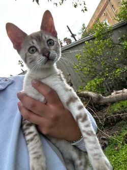 Free Cat Stuff